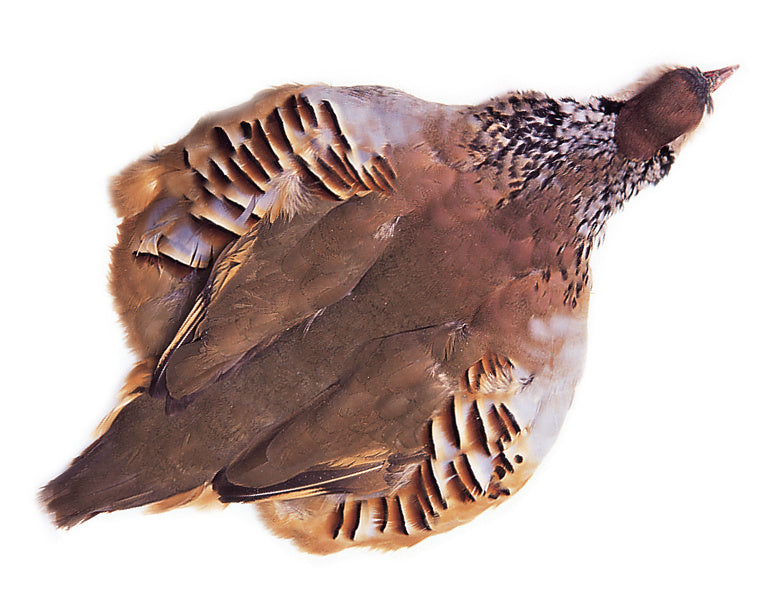 French Partridge Skin