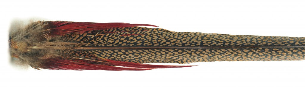 Golden Pheasant Complete Tail