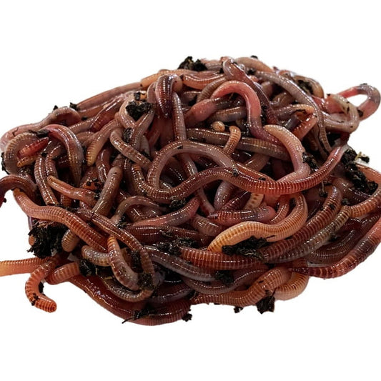 Speedy Worm 500 Count Live European Nightcrawlers - 2'-3' Bait Size Red Worm / Compost Worm, Panfish Worm, Live Bait