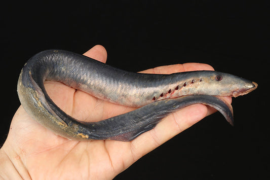 Whole Lamprey