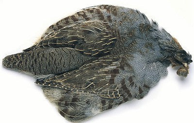 English Partridge Complete Skin