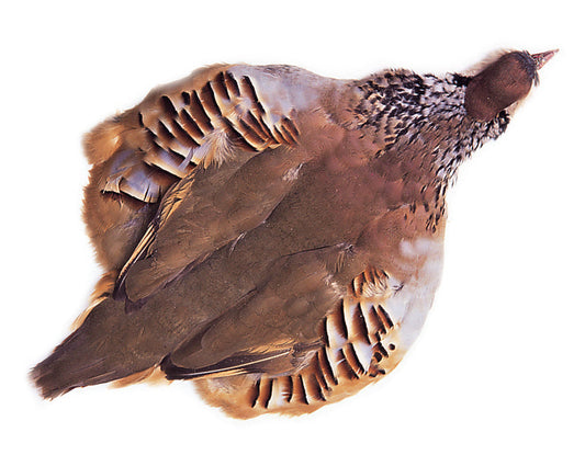 French Partridge Skin