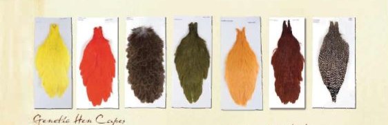 Ewing Genetic Hen Saddles Grade 1